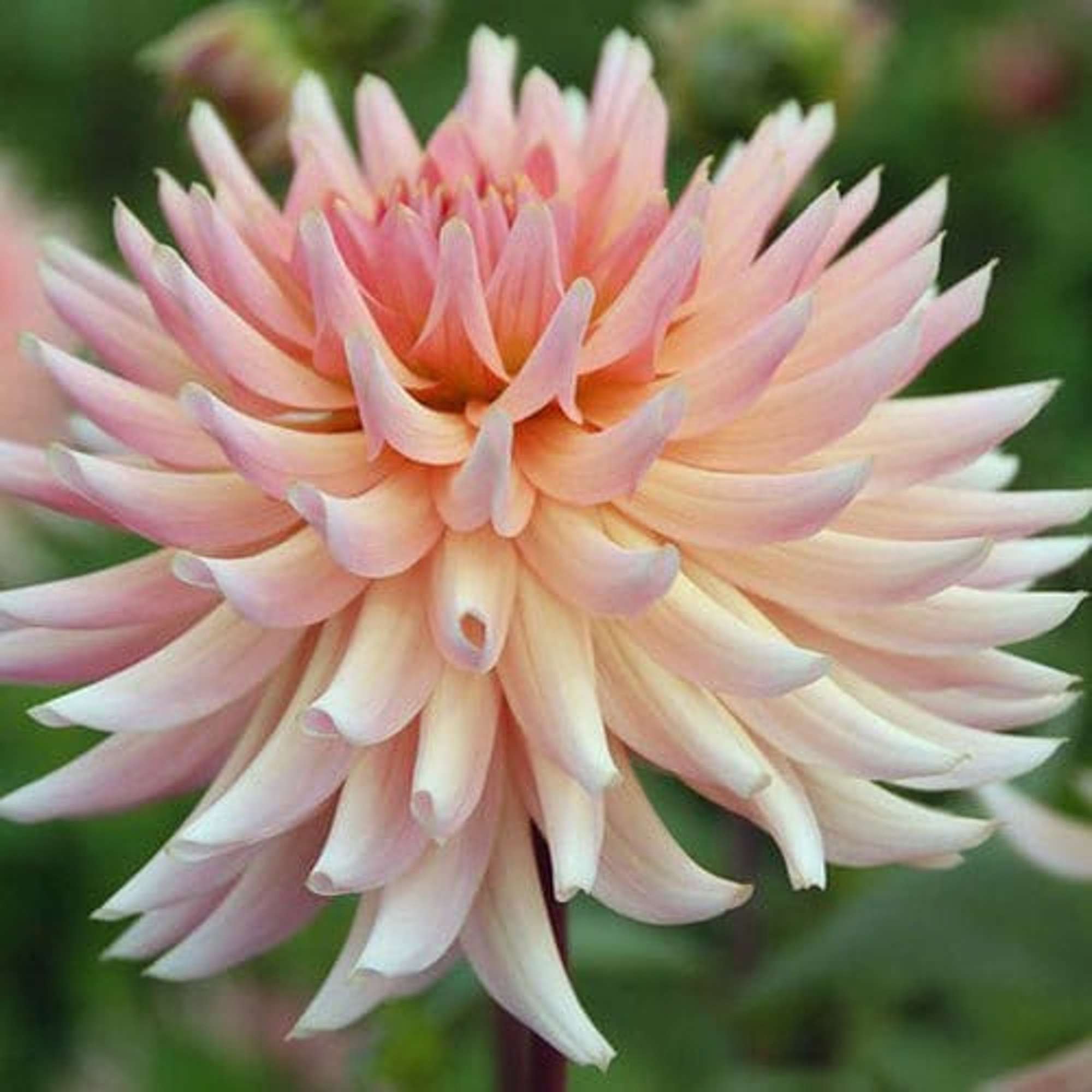 Dahlia 'Henriëtte'